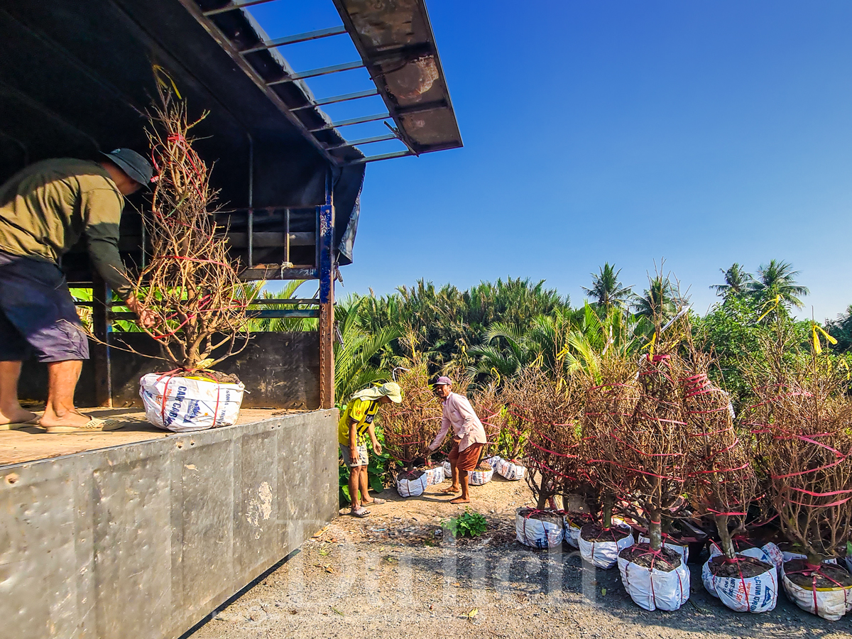 Về ‘thủ phủ’ mai vàng Bình Lợi ngắm sắc xuân rạng ngời trong nắng sớm - 14