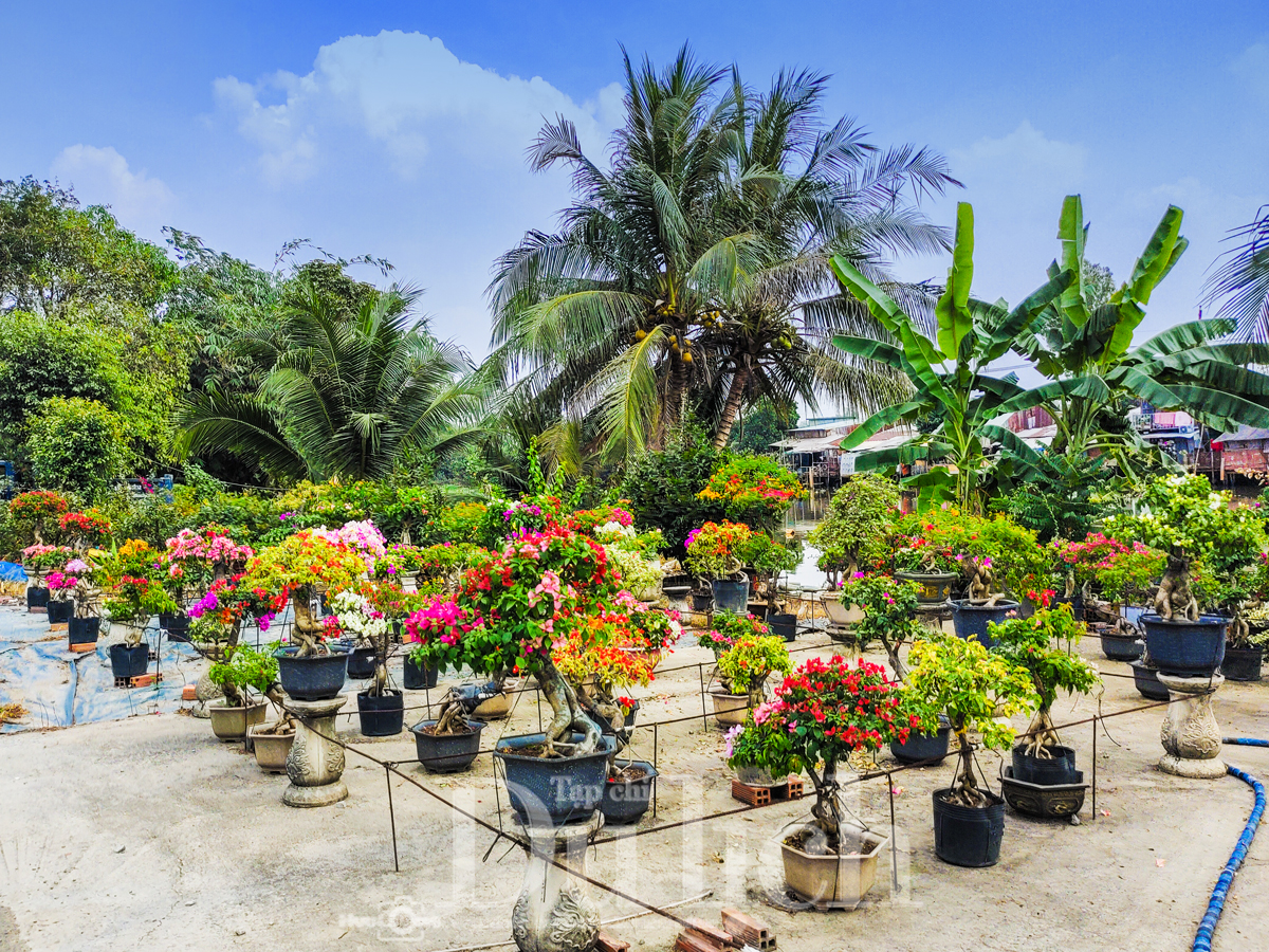 Về ‘thủ phủ’ mai vàng Bình Lợi ngắm sắc xuân rạng ngời trong nắng sớm - 16