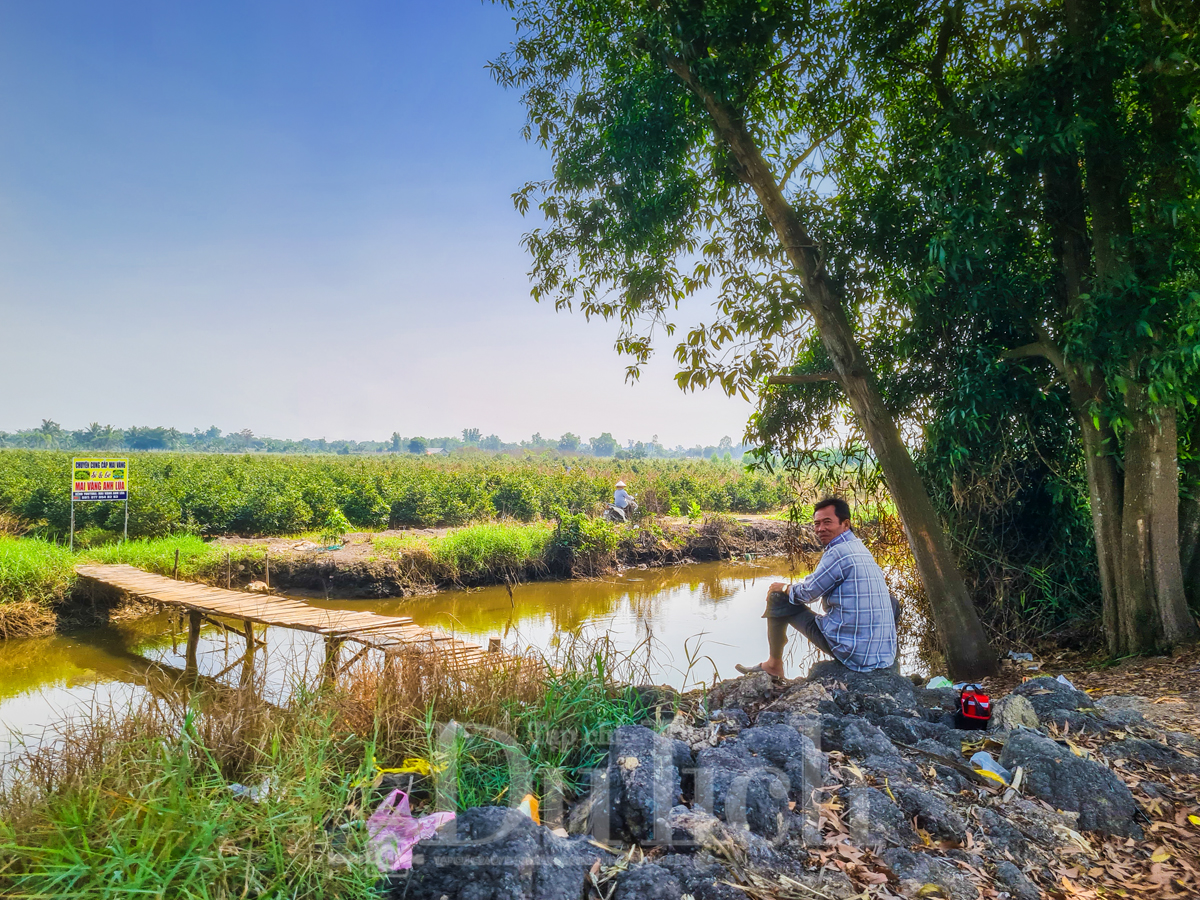 Về ‘thủ phủ’ mai vàng Bình Lợi ngắm sắc xuân rạng ngời trong nắng sớm - 9