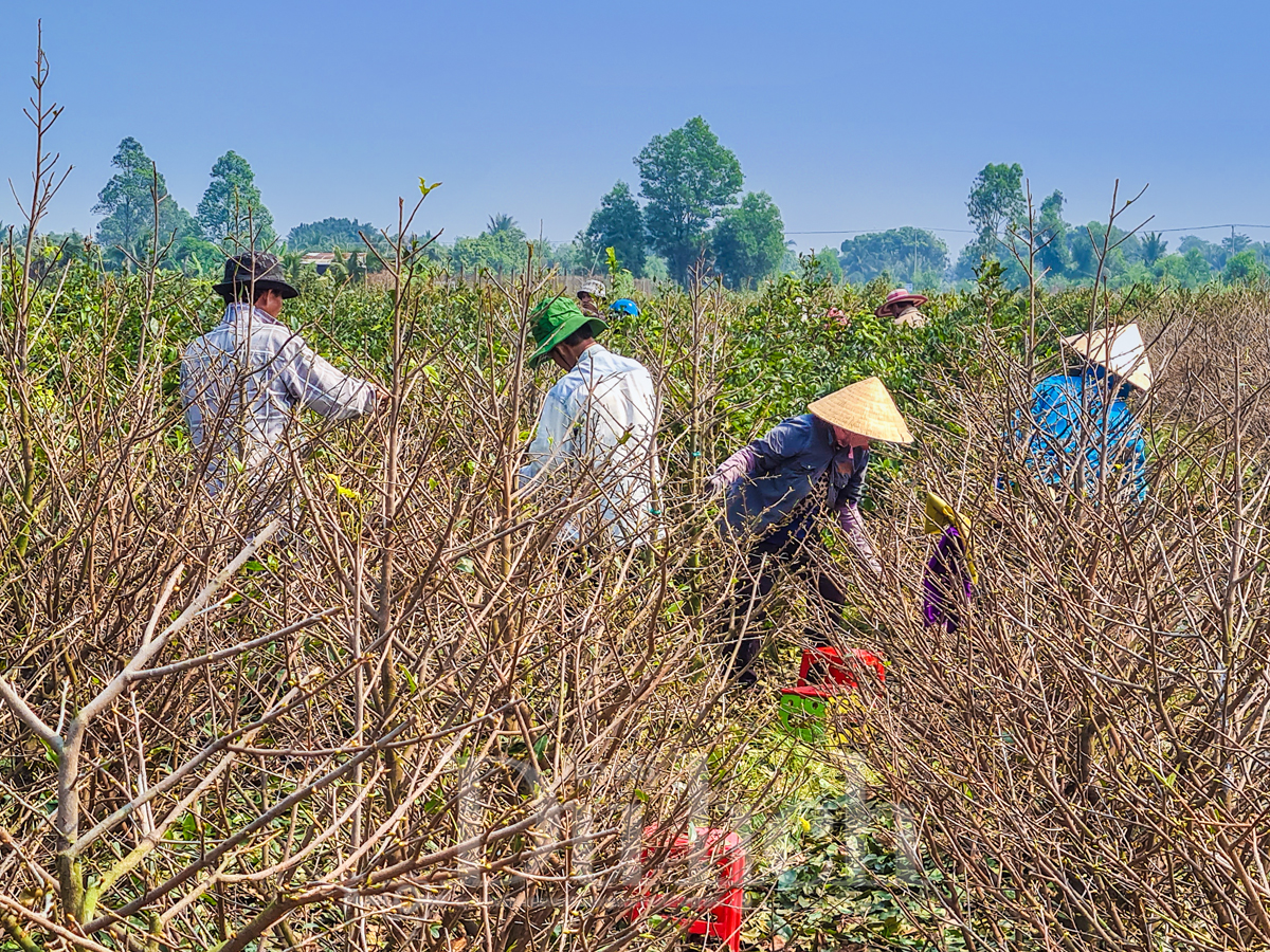 Về ‘thủ phủ’ mai vàng Bình Lợi ngắm sắc xuân rạng ngời trong nắng sớm - 8