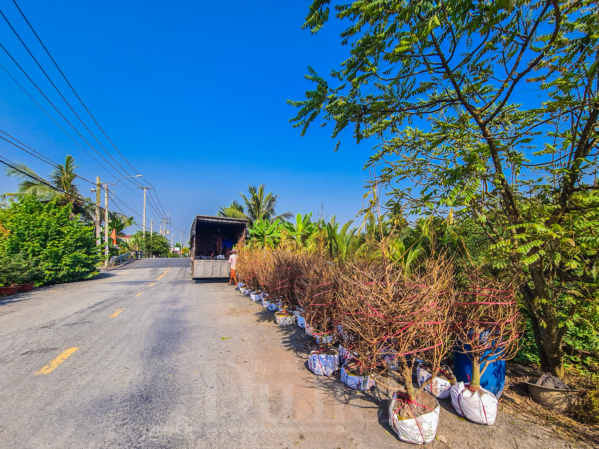 Về ‘thủ phủ’ mai vàng Bình Lợi ngắm sắc xuân rạng ngời trong nắng sớm - 13