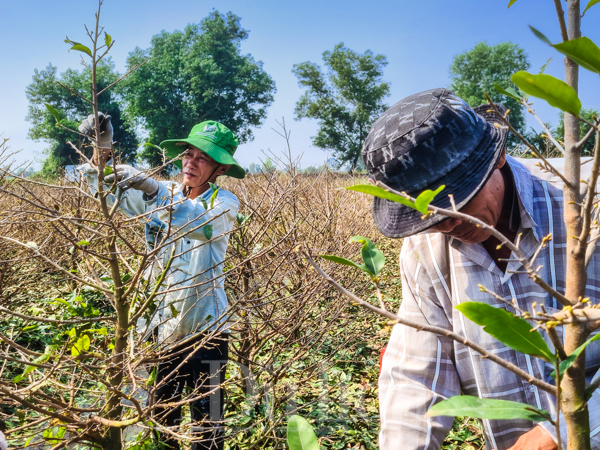 Về ‘thủ phủ’ mai vàng Bình Lợi ngắm sắc xuân rạng ngời trong nắng sớm - 7