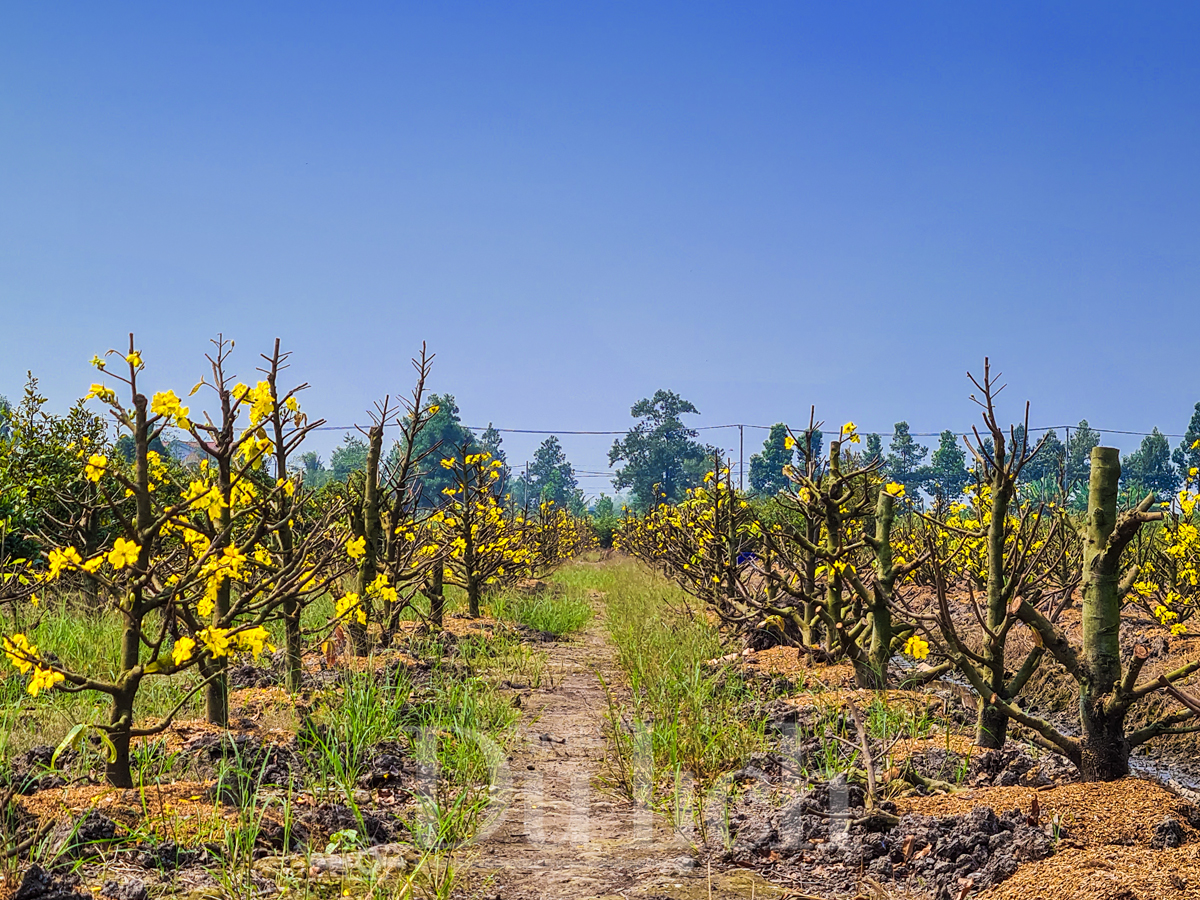 Về ‘thủ phủ’ mai vàng Bình Lợi ngắm sắc xuân rạng ngời trong nắng sớm - 1