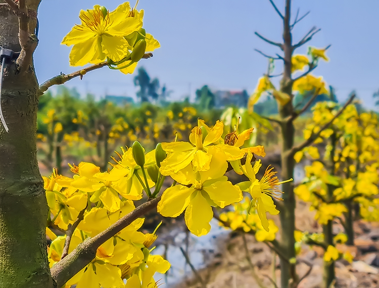 Về ‘thủ phủ’ mai vàng Bình Lợi ngắm sắc xuân rạng ngời trong nắng sớm