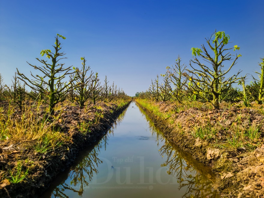 Về ‘thủ phủ’ mai vàng Bình Lợi ngắm sắc xuân rạng ngời trong nắng sớm - 4