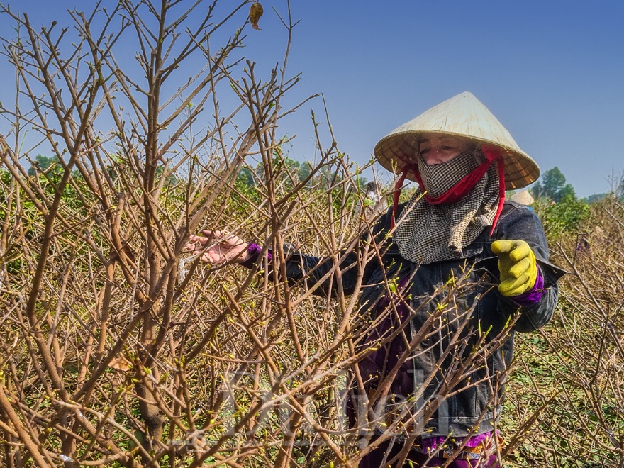 Về ‘thủ phủ’ mai vàng Bình Lợi ngắm sắc xuân rạng ngời trong nắng sớm - 10