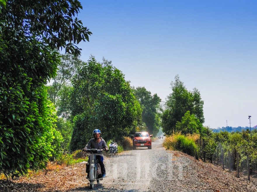 Về ‘thủ phủ’ mai vàng Bình Lợi ngắm sắc xuân rạng ngời trong nắng sớm - 11