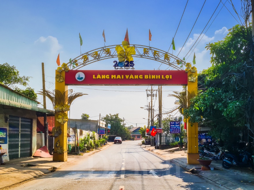 Về ‘thủ phủ’ mai vàng Bình Lợi ngắm sắc xuân rạng ngời trong nắng sớm - 15