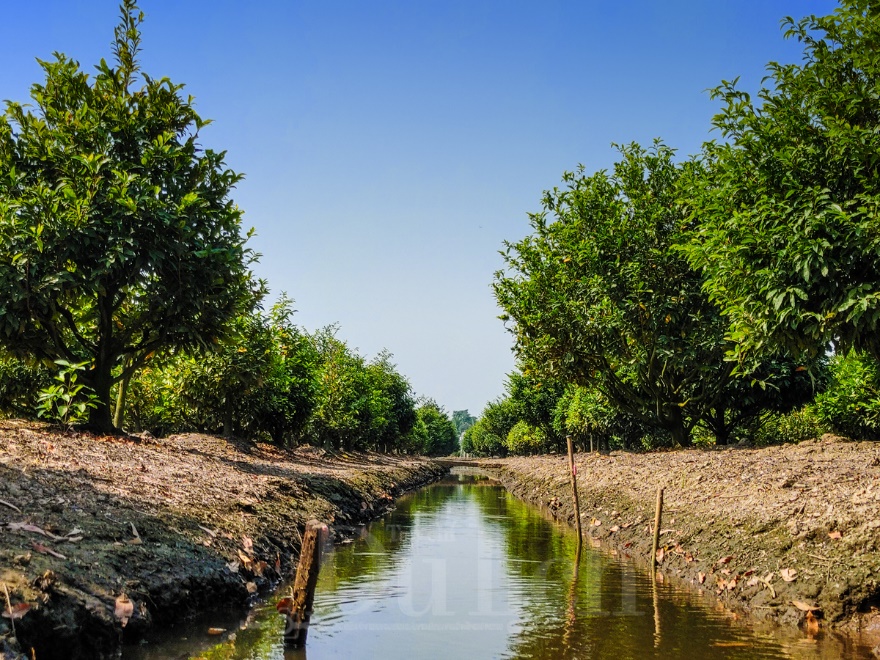 Về ‘thủ phủ’ mai vàng Bình Lợi ngắm sắc xuân rạng ngời trong nắng sớm - 6