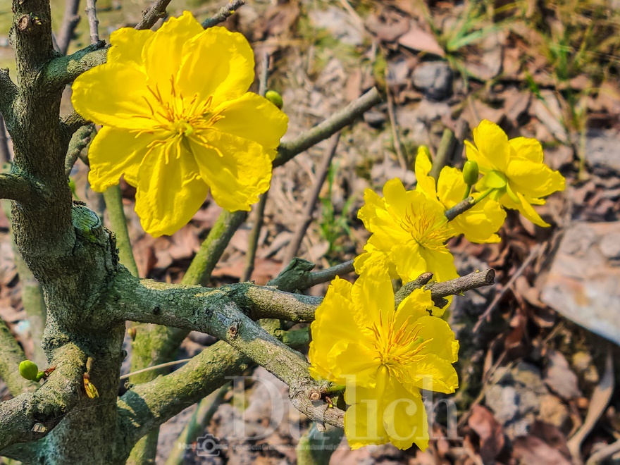 Về ‘thủ phủ’ mai vàng Bình Lợi ngắm sắc xuân rạng ngời trong nắng sớm - 2