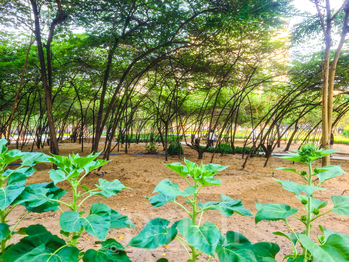 Thiên thần nhí xúng xính áo dài xuân thả dáng giữa khu ‘Rừng sinh thái trong lòng đô thị’ - 6