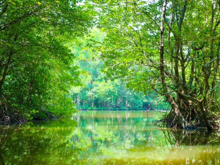 Cần Giờ tăng trưởng du lịch đến đâu thì chạm ngưỡng bảo tồn?