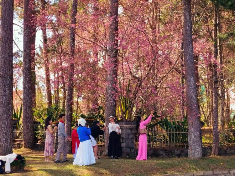 Du lịch biển - Lễ hội khép lại, mai anh đào vẫn rực rỡ làm say đắm du khách