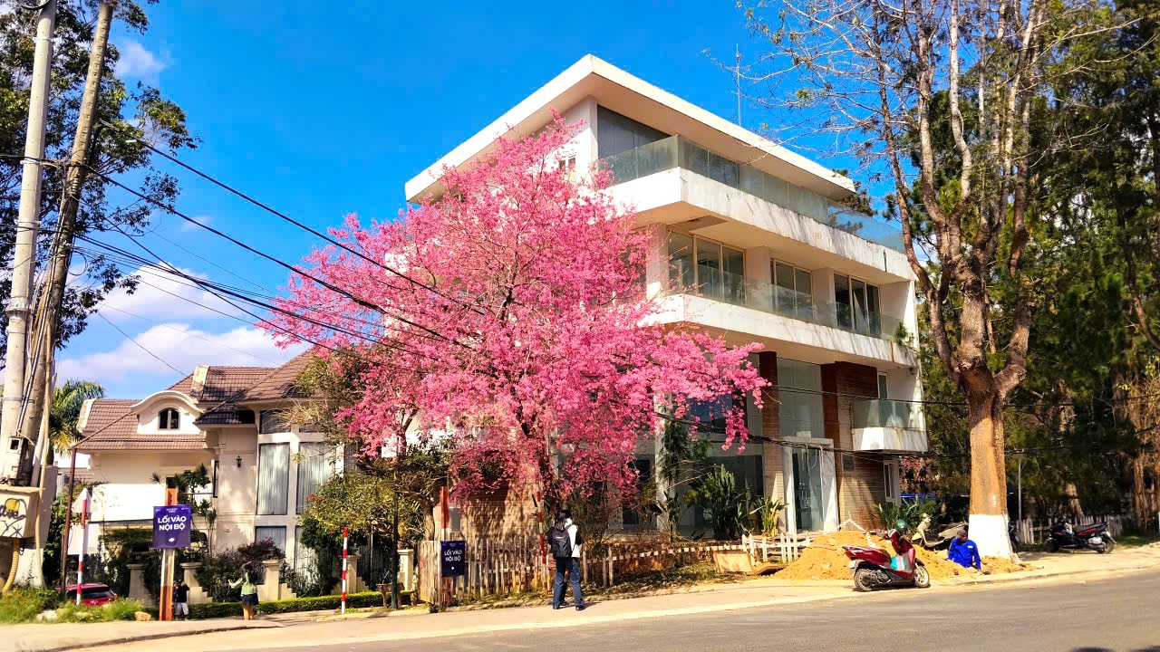 Lễ hội khép lại, mai anh đào vẫn rực rỡ làm say đắm du khách - 2