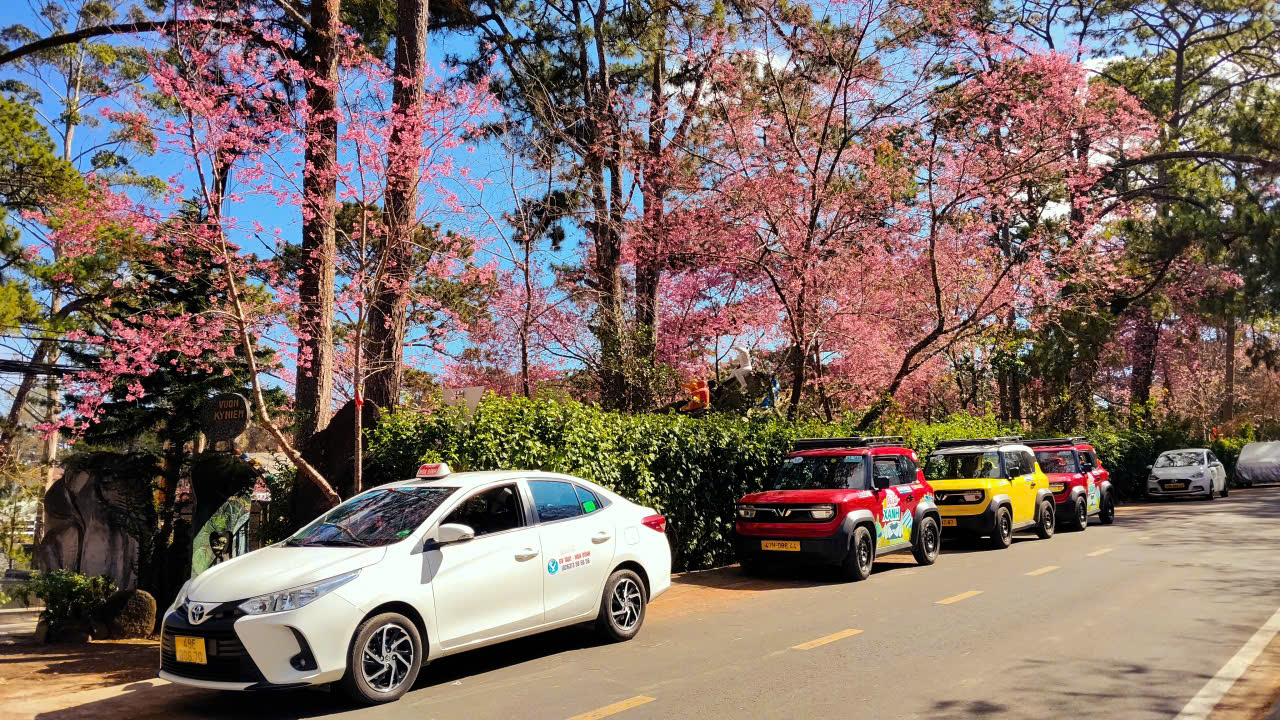 Lễ hội khép lại, mai anh đào vẫn rực rỡ làm say đắm du khách - 3