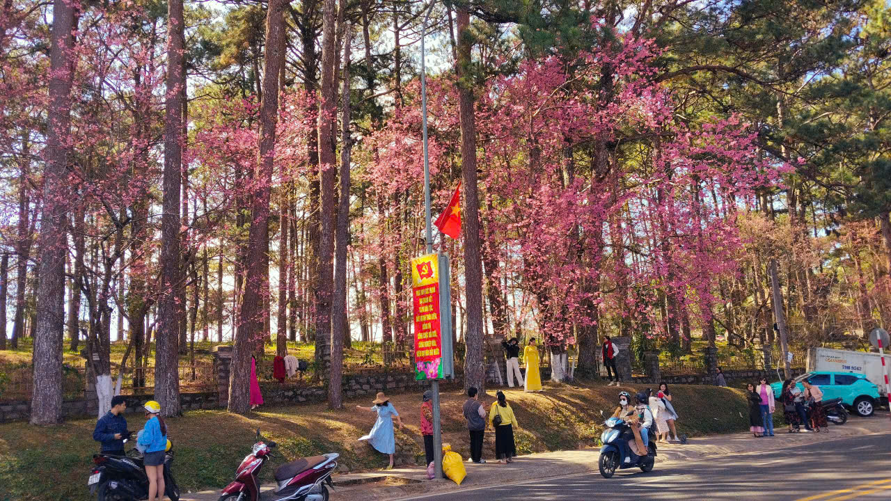 Lễ hội khép lại, mai anh đào vẫn rực rỡ làm say đắm du khách - 4