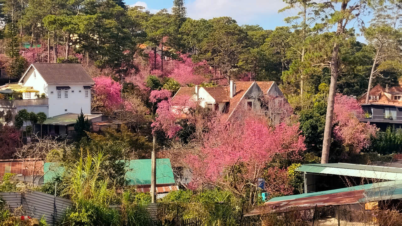 Lễ hội khép lại, mai anh đào vẫn rực rỡ làm say đắm du khách - 5