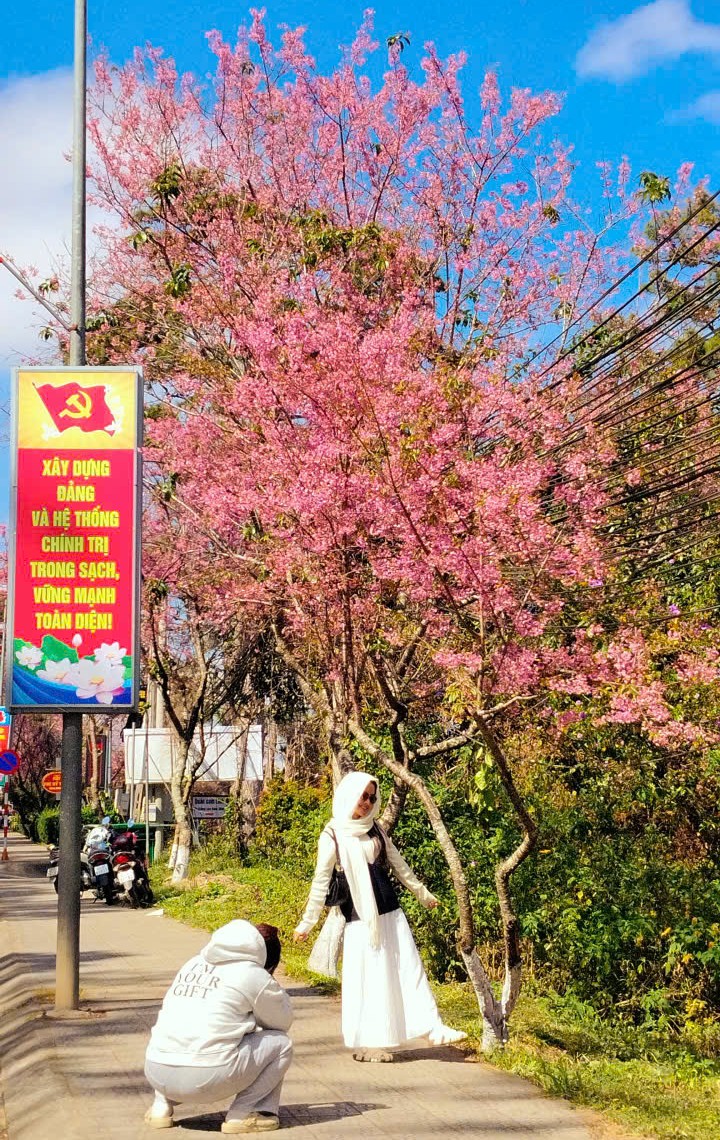 Lễ hội khép lại, mai anh đào vẫn rực rỡ làm say đắm du khách - 6