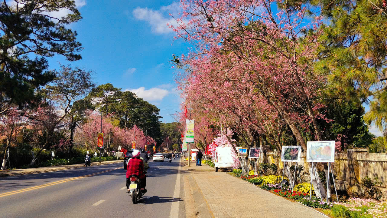 Lễ hội khép lại, mai anh đào vẫn rực rỡ làm say đắm du khách - 7