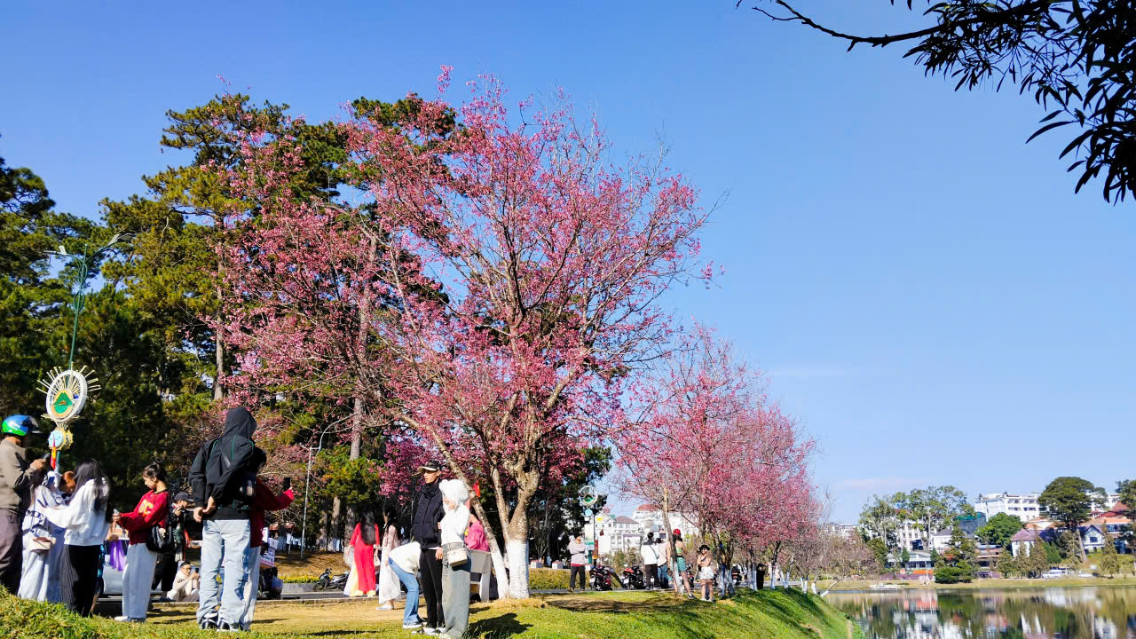 Lễ hội khép lại, mai anh đào vẫn rực rỡ làm say đắm du khách - 8