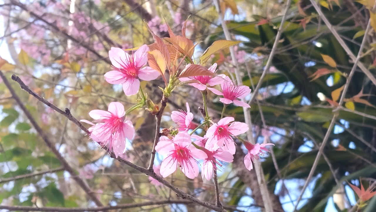 Lễ hội khép lại, mai anh đào vẫn rực rỡ làm say đắm du khách - 10