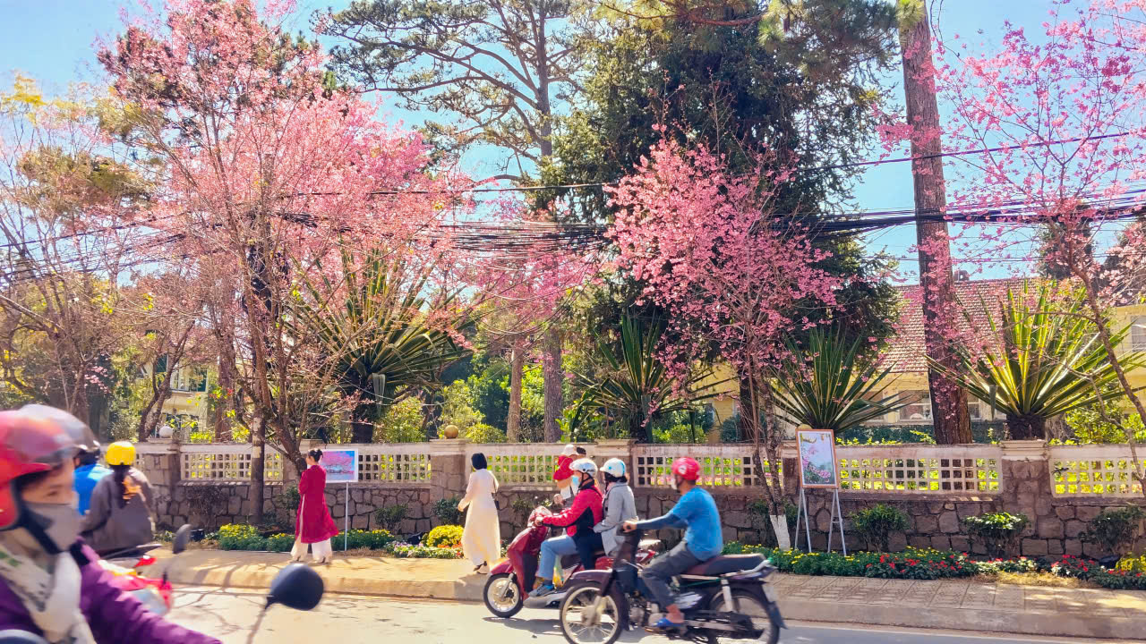 Lễ hội khép lại, mai anh đào vẫn rực rỡ làm say đắm du khách - 11