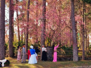 Lễ hội khép lại, mai anh đào vẫn rực rỡ làm say đắm du khách