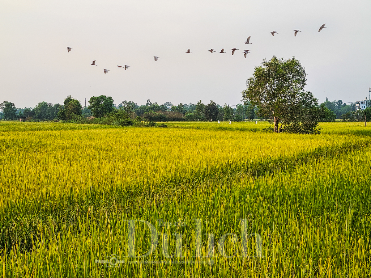 Ngày thành lập Đảng: Tìm về ‘vành đai lửa’ Di tích Láng Le – Bàu Cò lịch sử - 6