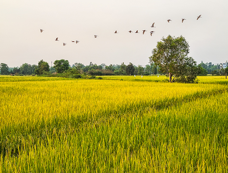 Ngày thành lập Đảng: Tìm về ‘vành đai lửa’ Di tích Láng Le – Bàu Cò lịch sử