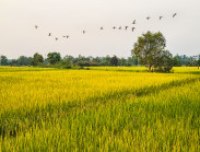 Ngày thành lập Đảng: Tìm về ‘vành đai lửa’ Di tích Láng Le – Bàu Cò lịch sử