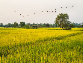  - Ngày thành lập Đảng: Tìm về ‘vành đai lửa’ Di tích Láng Le – Bàu Cò lịch sử