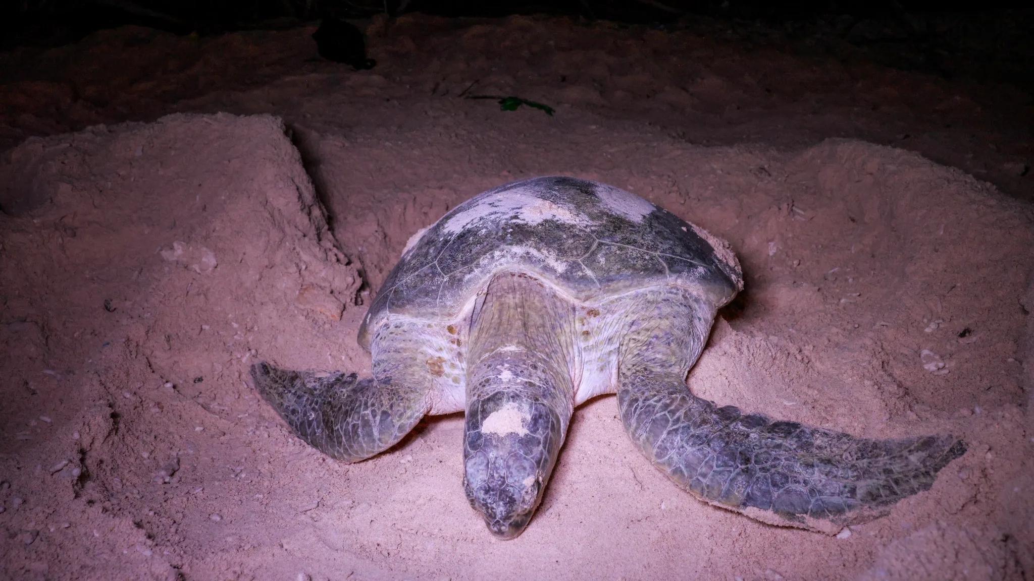 Côn Đảo là điểm hẹn trăng mật hàng đầu thế giới - 5