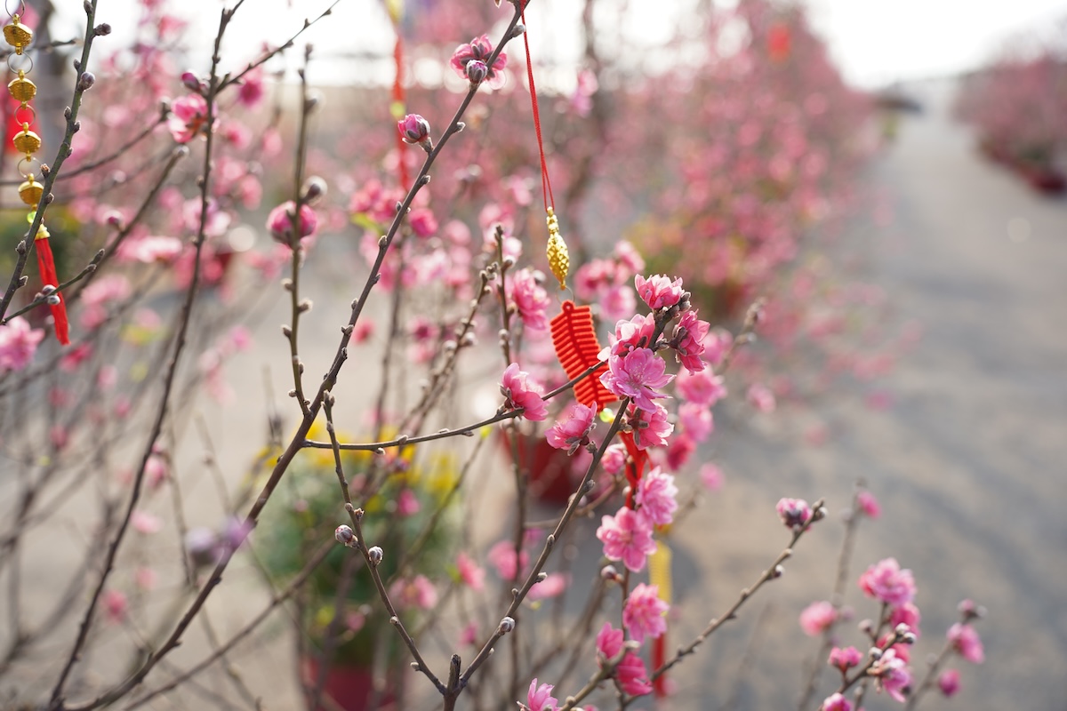 gioi tre do xo den can gio 'check - in' voi kinh khi cau, vuon hoa dao no hong ruc - 9