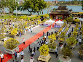  - 500 Hoàng mai Huế khoe sắc bên dòng sông Hương