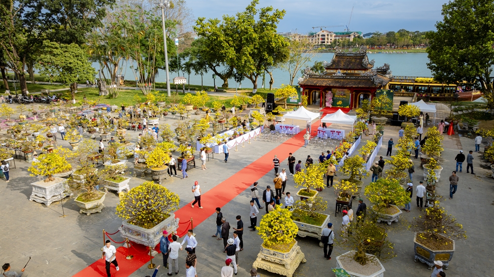 500 Hoàng mai Huế khoe sắc bên dòng sông Hương - 3