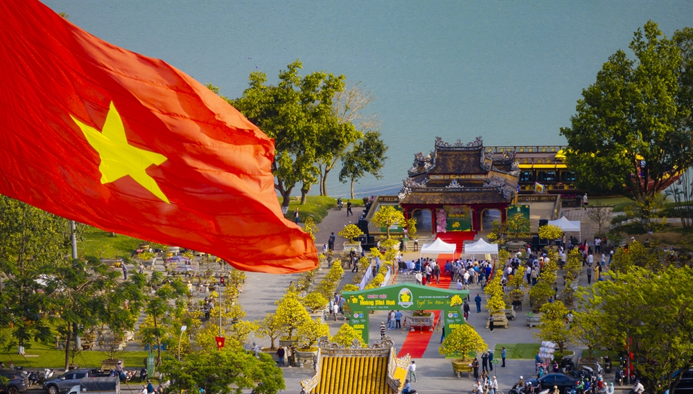 500 Hoàng mai Huế khoe sắc bên dòng sông Hương - 2