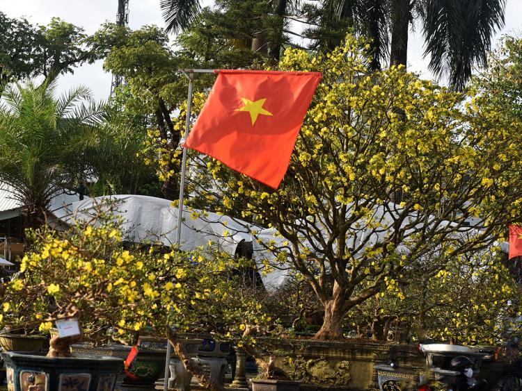 Mai, đào cổ thụ hút khách ở Hội hoa Xuân Bính Ngọ 2026 ở Quảng Ngãi