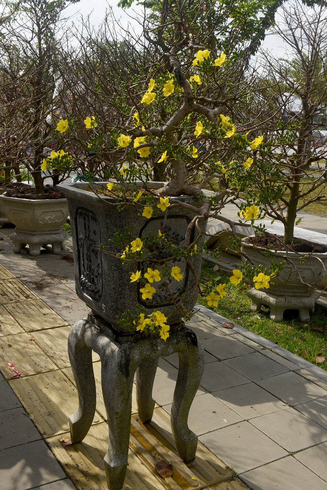 mai, dao co thu hut khach o hoi hoa xuan binh ngo 2026 o quang ngai - 10