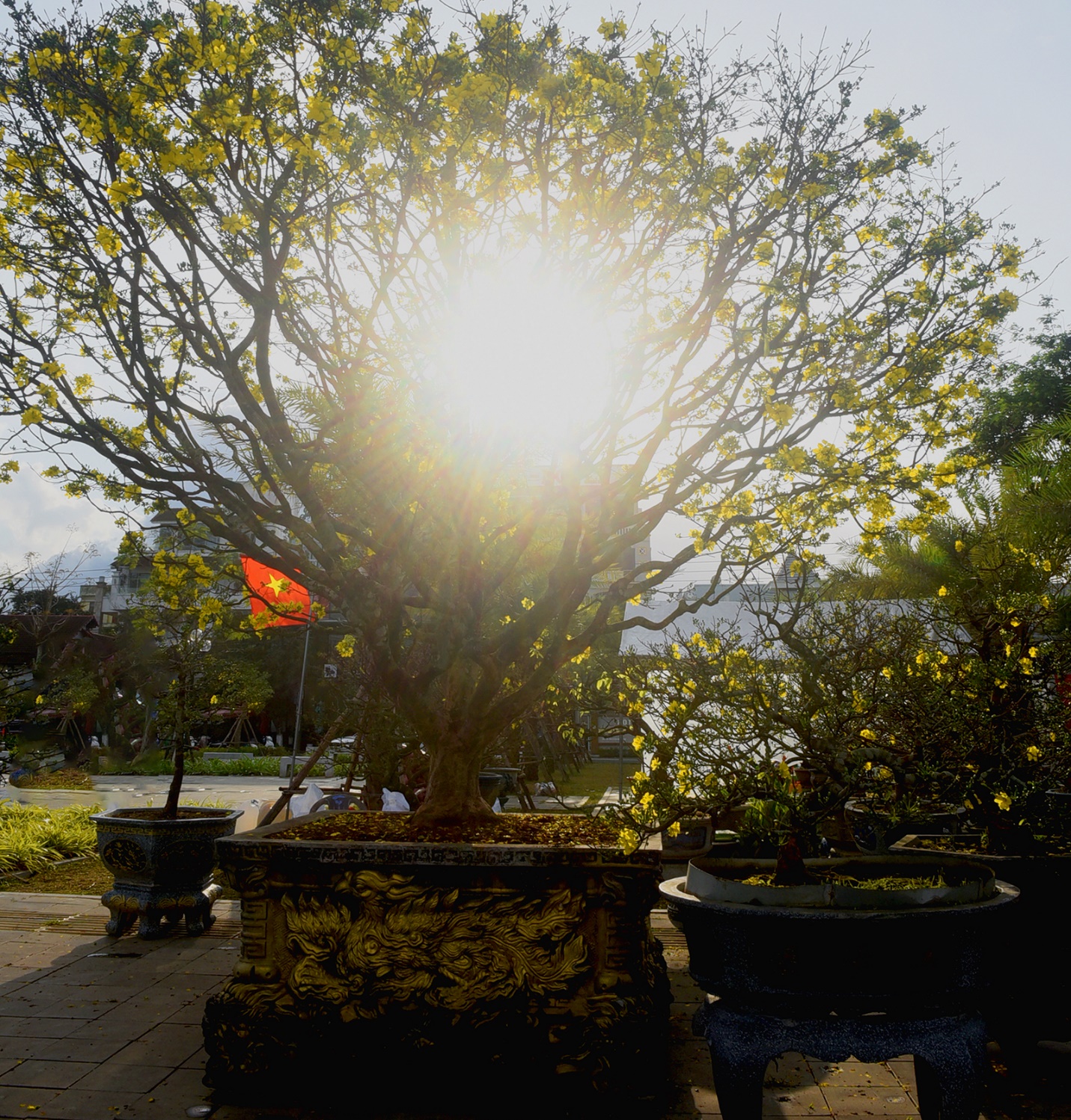 mai, dao co thu hut khach o hoi hoa xuan binh ngo 2026 o quang ngai - 4