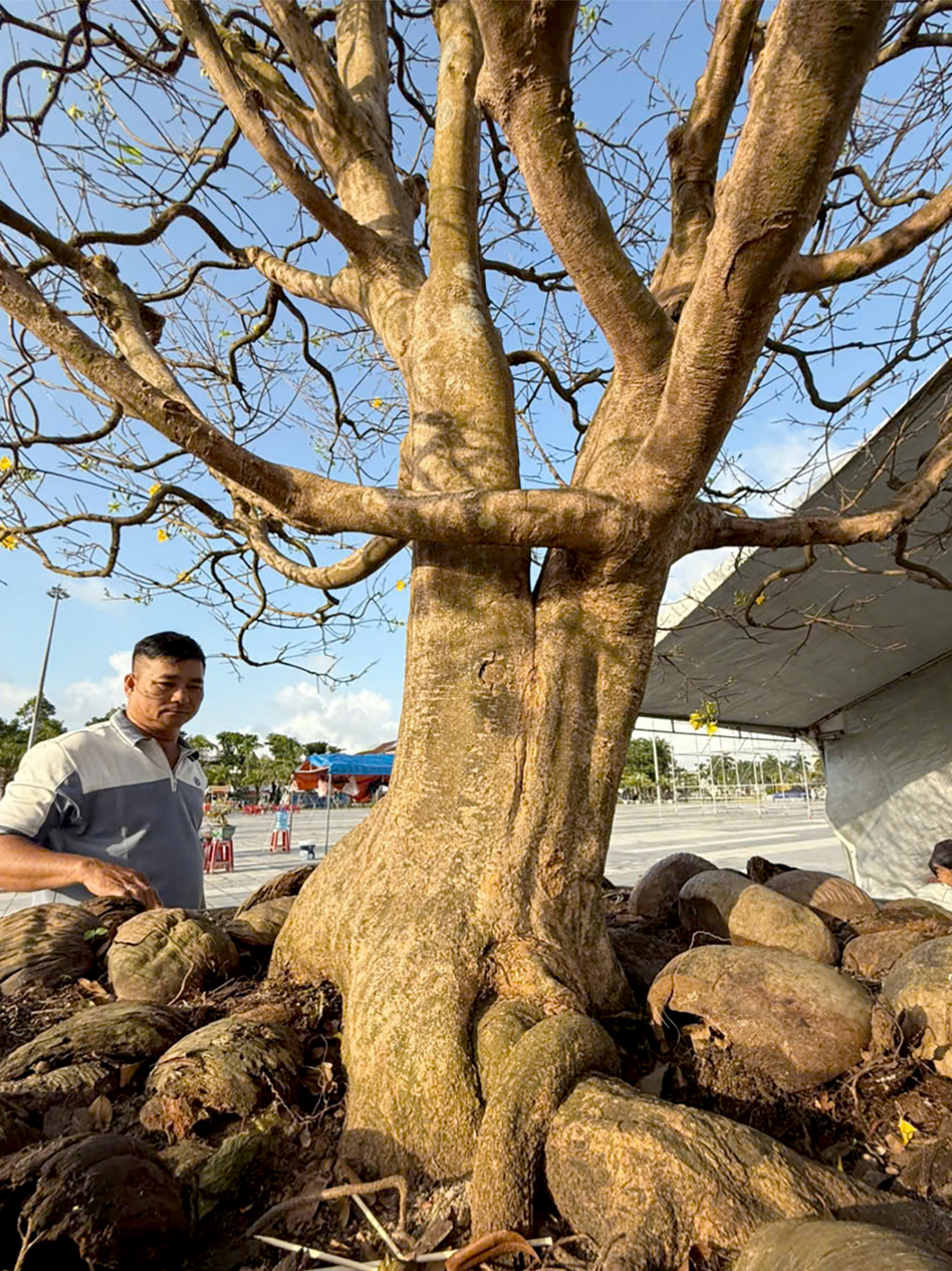 mai, dao co thu hut khach o hoi hoa xuan binh ngo 2026 o quang ngai - 6