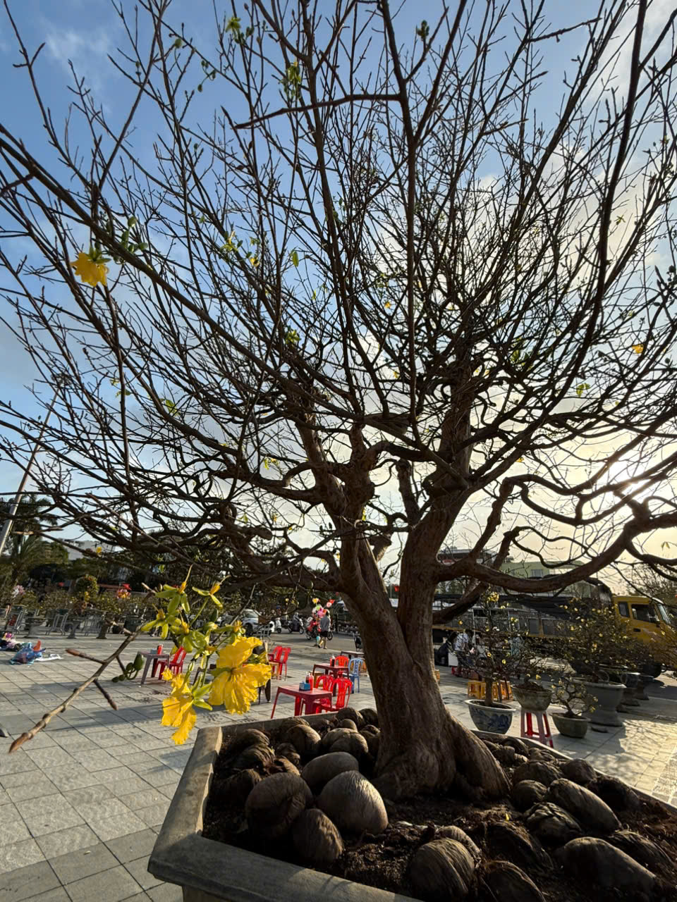 mai, dao co thu hut khach o hoi hoa xuan binh ngo 2026 o quang ngai - 7