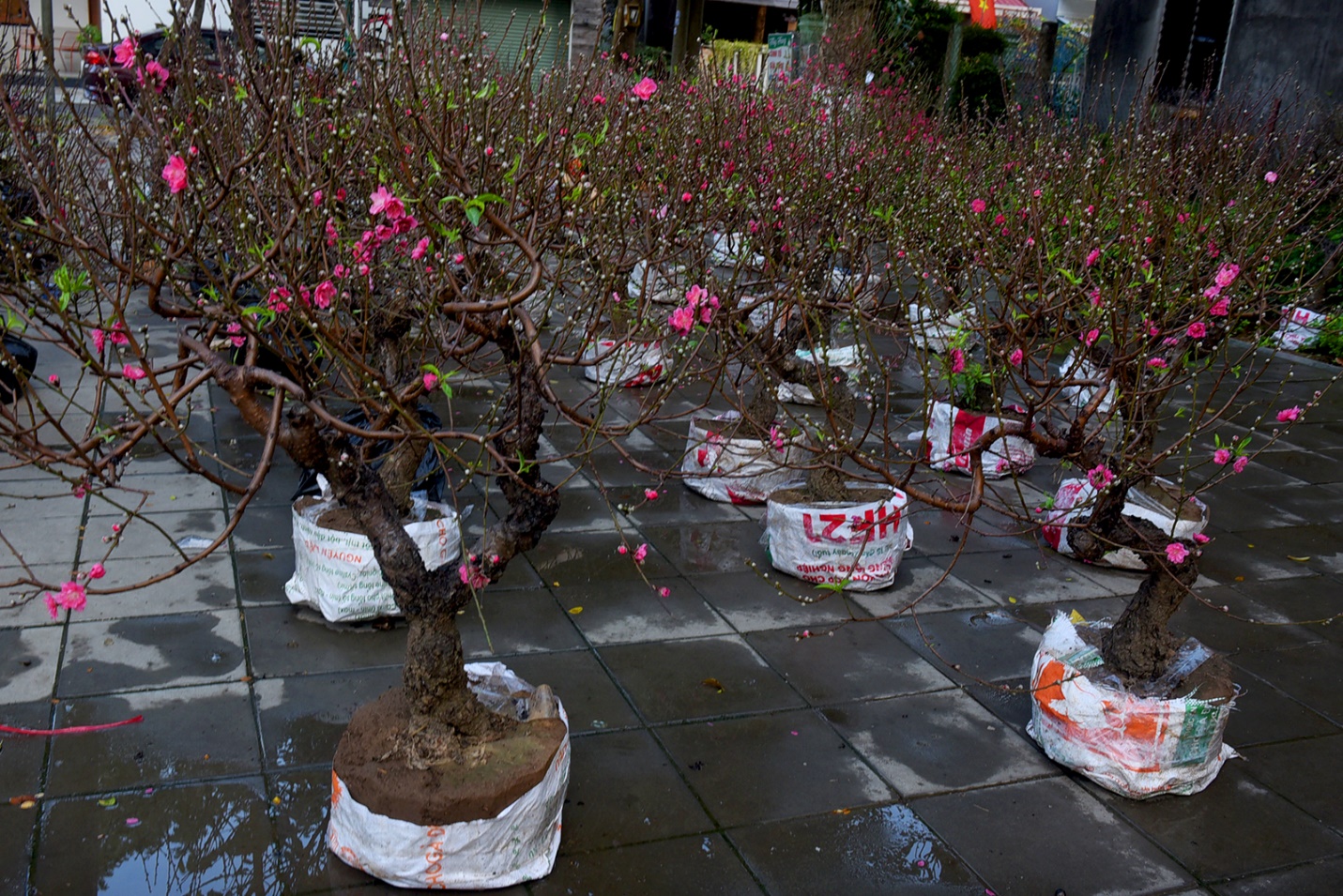 mai, dao co thu hut khach o hoi hoa xuan binh ngo 2026 o quang ngai - 12
