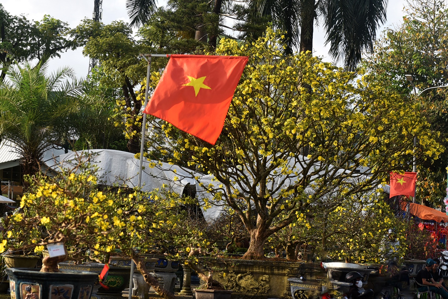 mai, dao co thu hut khach o hoi hoa xuan binh ngo 2026 o quang ngai - 13