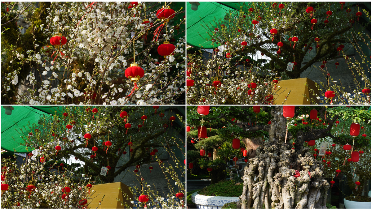 hoa kieng ruc sac xuong pho, nhip tet ron rang khap tp.hcm - 16