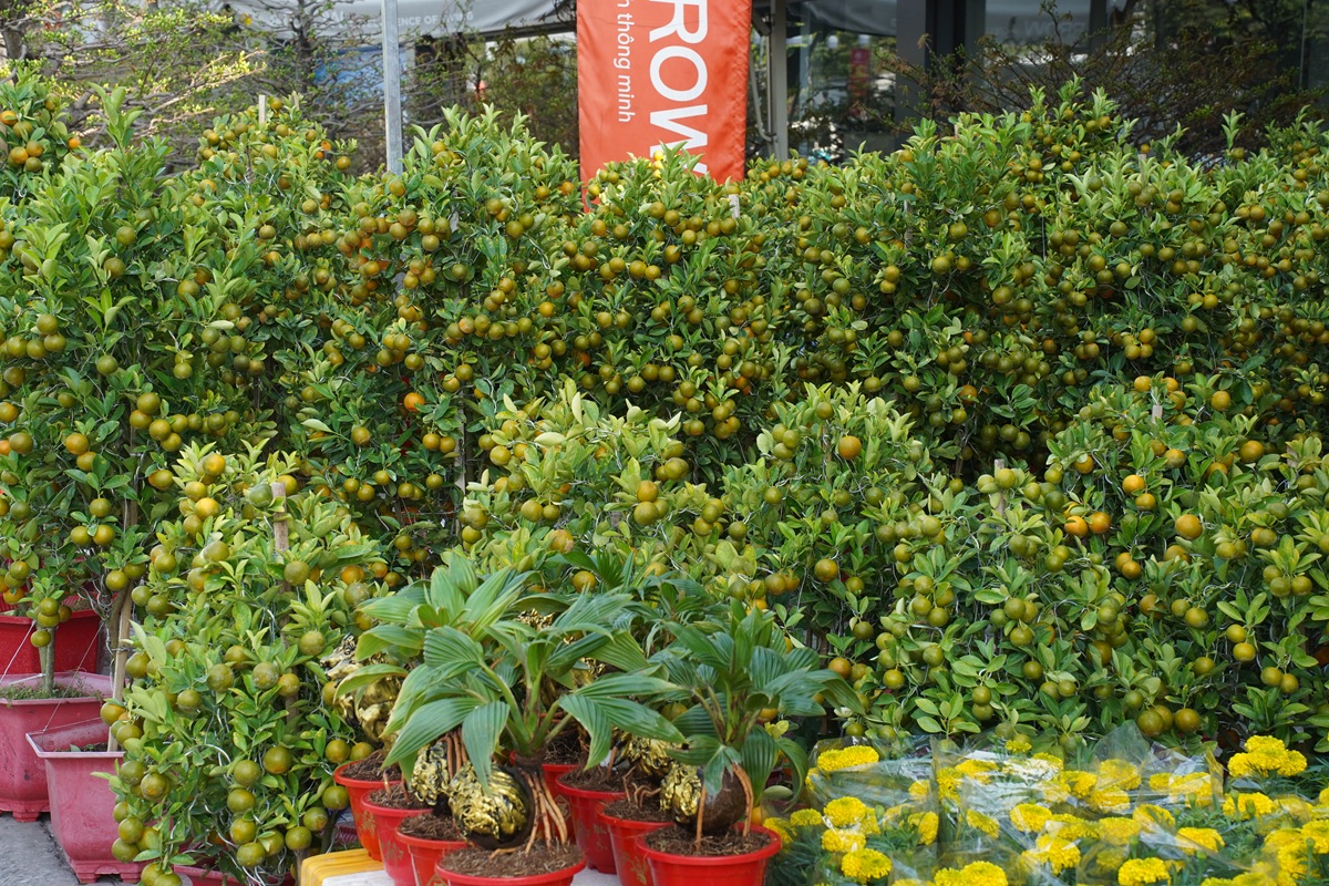 hoa kieng ruc sac xuong pho, nhip tet ron rang khap tp.hcm - 3