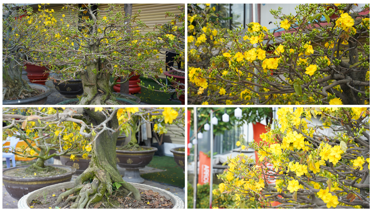 hoa kieng ruc sac xuong pho, nhip tet ron rang khap tp.hcm - 2