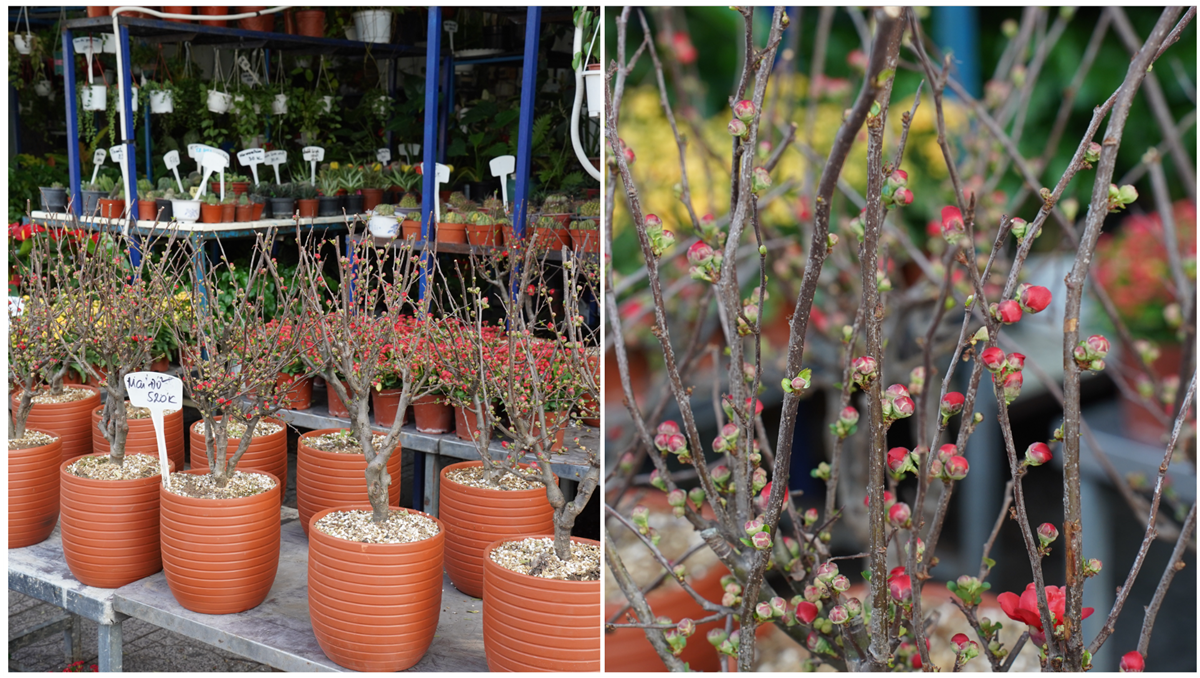 hoa kieng ruc sac xuong pho, nhip tet ron rang khap tp.hcm - 4