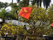 Mai, đào cổ thụ hút khách ở Hội hoa Xuân Bính Ngọ 2026 ở Quảng Ngãi