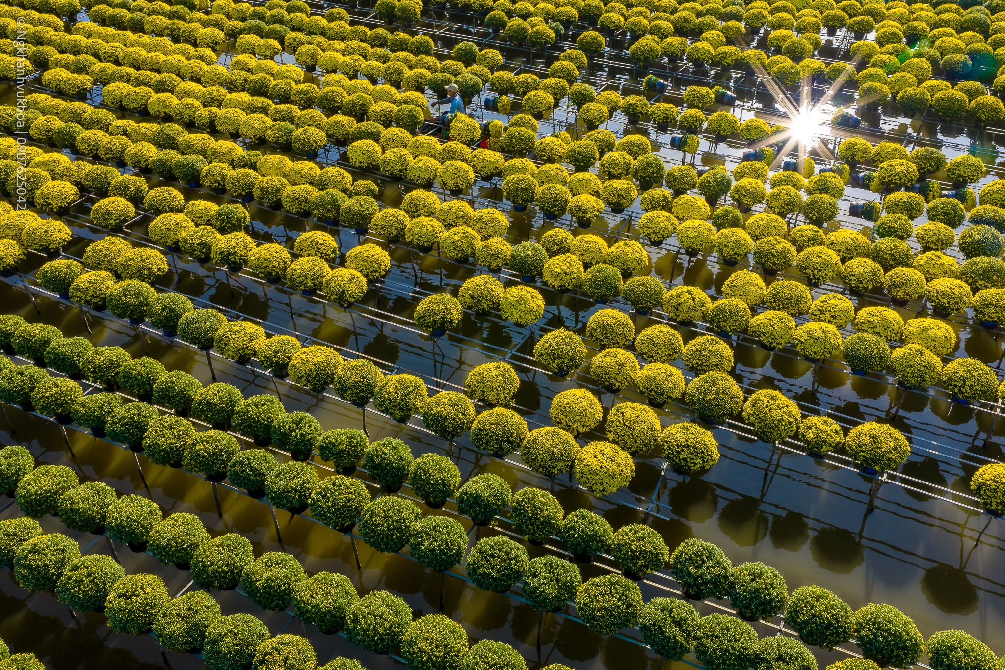 lang hoa sa dec: tu vuon xua khep kin den di san van hoa quoc gia - 1