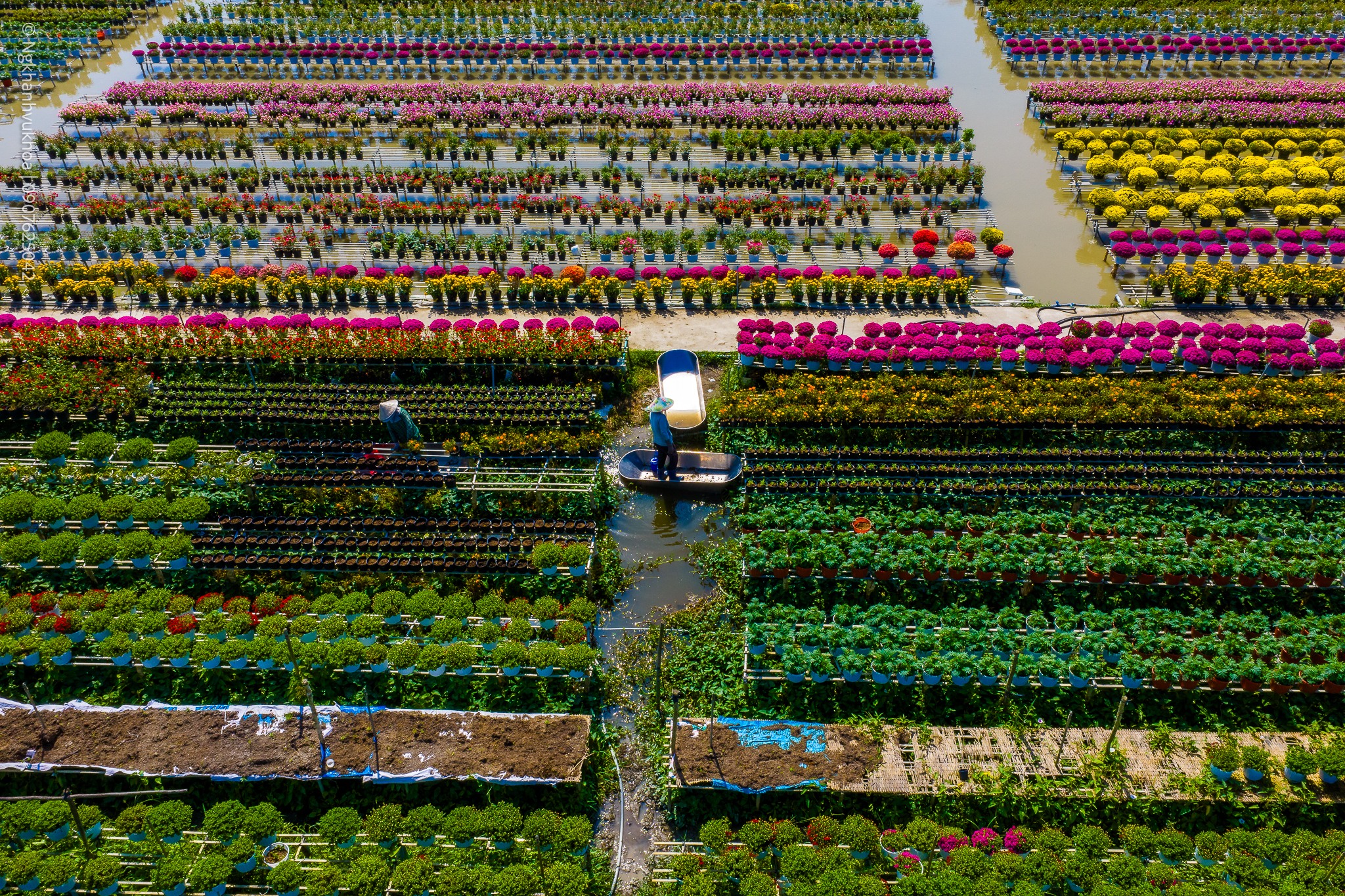 lang hoa sa dec: tu vuon xua khep kin den di san van hoa quoc gia - 7